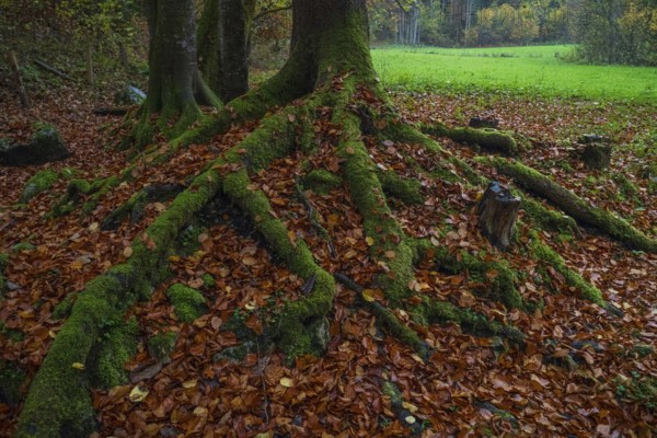 Close-up of mossy tree roots intertwined with vibrant autumn leaves in Ramsau, a serene Bavarian forest, creating a rich tapestry of textures and colors