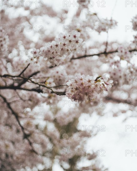 Close-up image of delicate pink cherry blossoms in bloom, set against a blurred floral background, capturing the essence of spring