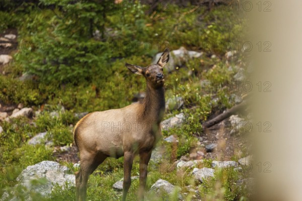 An elk stands alert amidst the wild terrain of Colorado, surrounded by lush greenery and rocky elements, exemplifying wildlife in its natural state