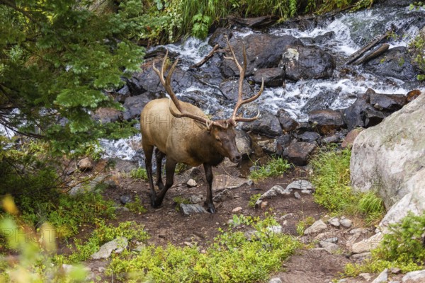 An elk in its natural habitat by a vibrant mountain stream surrounded by rocky terrain and lush greenery in Colorado's Rocky Mountain Park