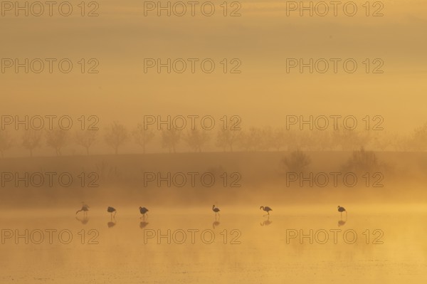 Greater flamingos stand serenely in the misty Toledo Lagoons at sunrise. Soft light filters through the fog, creating a peaceful and ethereal scene in Spain