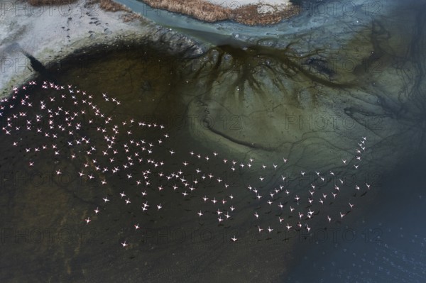 Stunning aerial view of a flock of flamingos gracefully wading in the lagoons of Toledo, Spain. The vivid pink birds contrast beautifully with the earthy tones of the wetland landscape
