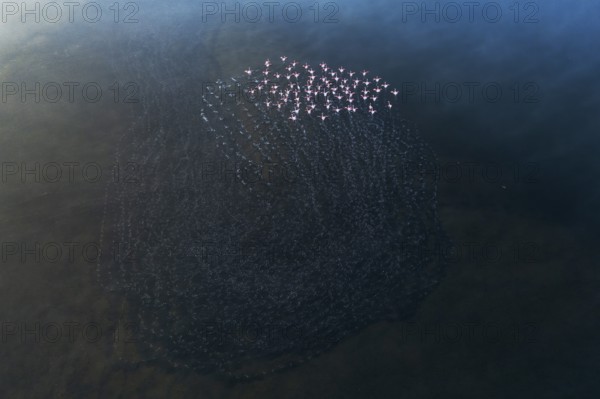 An aerial view captures a flock of greater flamingos gracefully moving across the Toledo Lagoons in Spain, creating stunning patterns in the water