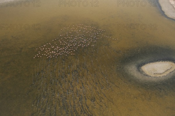 Aerial view of the Toledo Lagoons in Spain, showcasing flocks of Greater Flamingos. The birds create patterns over the calm water