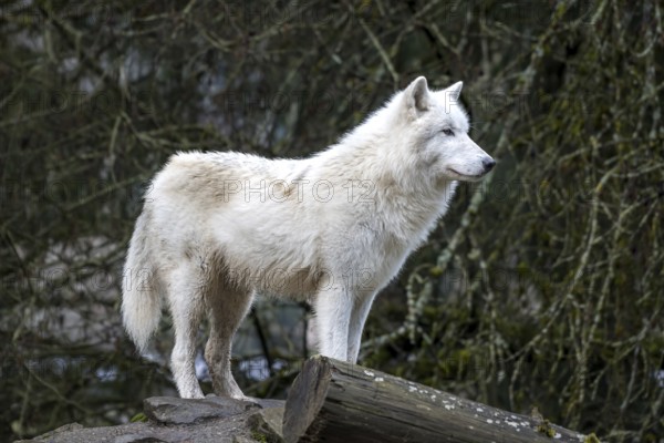 An Arctic wolf, distinguished by its thick white coat, stands alert on a wooded log, showcasing its natural habitat and adaptability to cold climates
