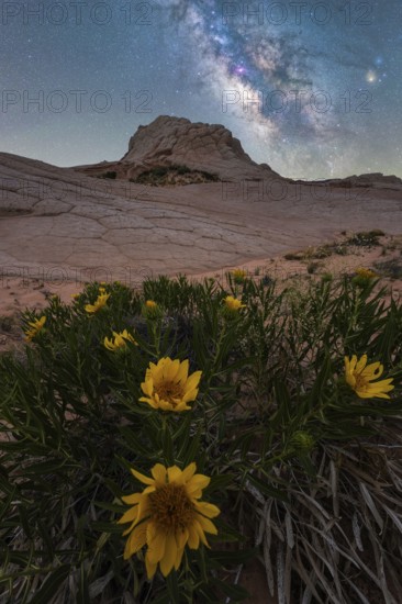Nighttime capture of the Milky Way over vibrant Desert Sunflowers (Geraea canescens) in Coyote Buttes, within the Paria Canyon-Vermilion Cliffs Wilderness, Arizona, highlighting the contrast between the arid landscape and the celestial expanse