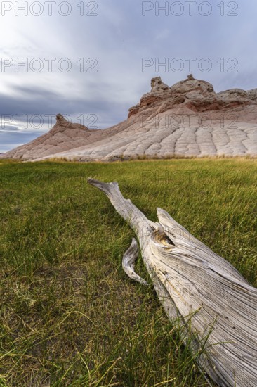A striking view of Coyote Buttes in the Paria Canyon-Vermilion Cliffs Wilderness, featuring lush grass and a weathered log in the foreground against a background of layered sandstone formations under a cloudy sky