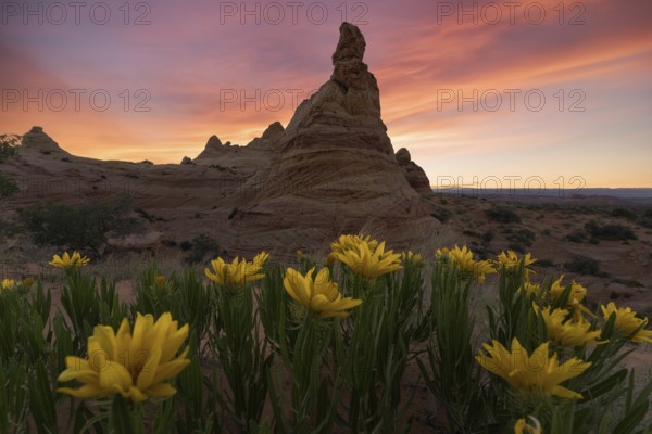Striking sunset over the unique rock formations of Coyote Buttes in the Paria Canyon-Vermilion Cliffs Wilderness, Arizona, framed by vibrant yellow Desert Sunflowers, Geraea canescens