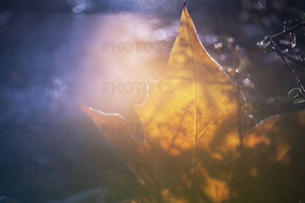 Detailed view of a golden-brown leaf, translucent and backlit by gentle autumn sunlight, creating an ethereal atmosphere amidst soft bokeh