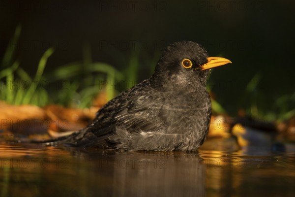 A Common blackbird (Turdus merula) is captured bathing in the tranquil waters of a forest pond during a glowing sunset, showcasing its vibrant yellow beak and glossy black feathers