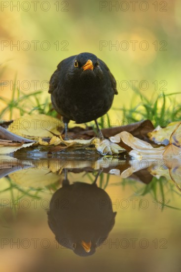 A blackbird, the European Blackbird (Turdus merula), standing in shallow water surrounded by fallen autumn leaves, with a clear reflection visible in the still water below