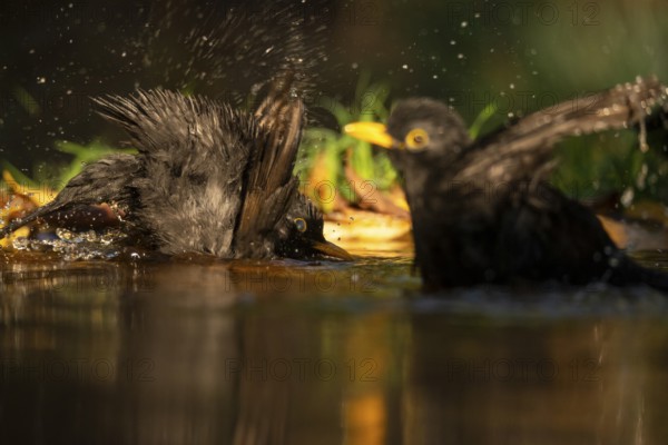 Two common blackbirds, Turdus merula, splashing water around as they bathe in a small garden pond, surrounded by lush greenery and sunlight filtering through