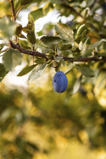 A close-up captures a ripe plum hanging from lush green tree branches, set against a soft focus background The vibrant colors highlight the freshness and natural beauty of the fruit