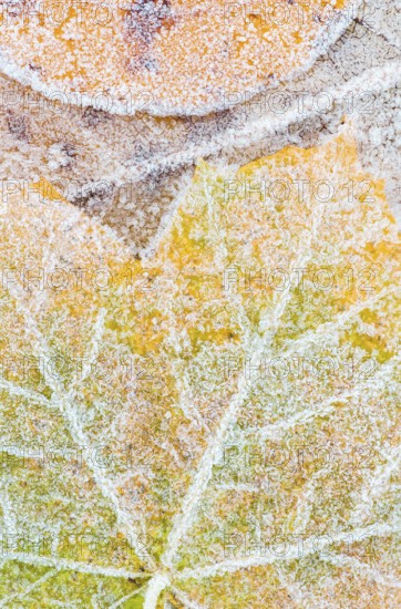 A close-up of colorful maple and cottonwood leaves blanketed with delicate early morning frost, showcasing intricate details, vibrant hues, and a serene autumnal feel