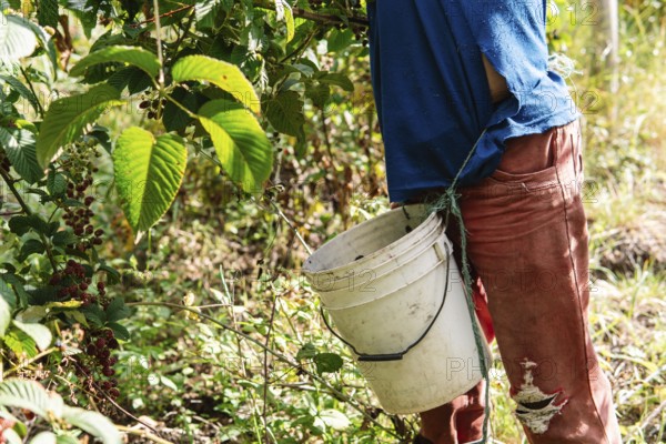 A farmer in Colombian countryside picks ripe blackberries, placing them into a white plastic bucket Sunlight filters through green leaves, highlighting the berries