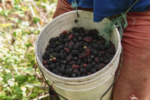 A farmer harvests juicy blackberries in a lush Colombian field, filling a white bucket with fresh fruit The image captures the vibrant colors and textures of rural agriculture
