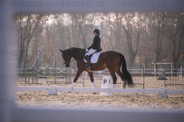 A female teenager rides a dark brown horse in an outdoor dressage arena, demonstrating a classical dressage posture. She is dressed in traditional equestrian attire and her focus is dedicated to her riding form as they approach a lettered marker