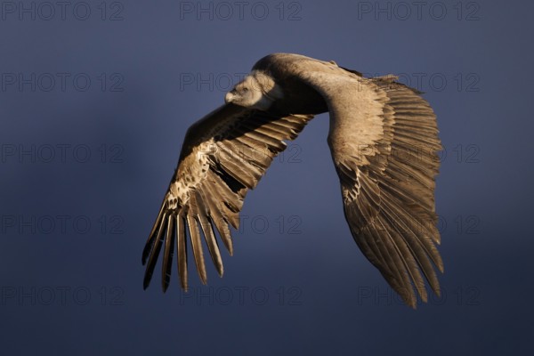A Griffon Vulture soars majestically through the sky above Alicante, Spain, displaying its impressive wingspan and grace This captivating moment captures the essence of the beauty of wildlife