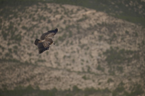 A Griffon Vulture soars effortlessly over Alicante, Spain, displaying its impressive wingspan The rugged terrain below contrasts with the open sky, providing a striking scene