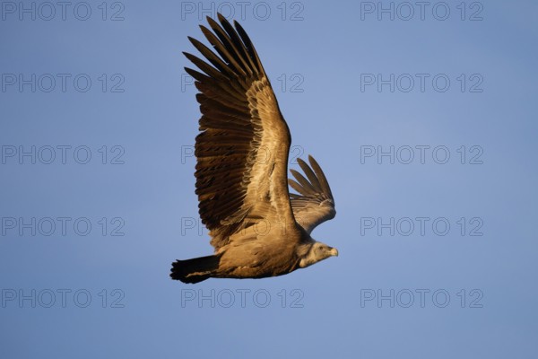 A griffon vulture glides effortlessly across a clear blue sky, showcasing its expansive wings and sharp features in a captivating aerial display Photographed in Alicante, Spain