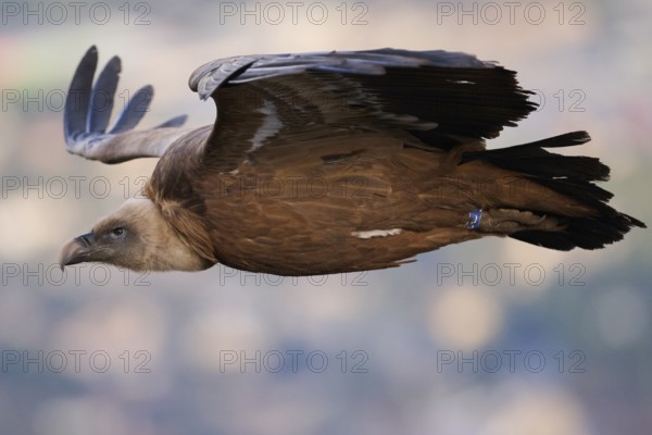 A close-up of a griffon vulture flying low, displaying its impressive wings and sharp gaze Captured over the scenic valleys of Alicante, Spain, in stunning detail