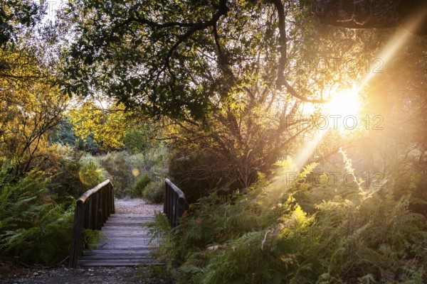 A serene wooden bridge basked in the golden glow of sunset at the Cabaneros National Park, located in the Montes de Toledo, Spain. The park is known for its abundant deer populations and rustic cabins