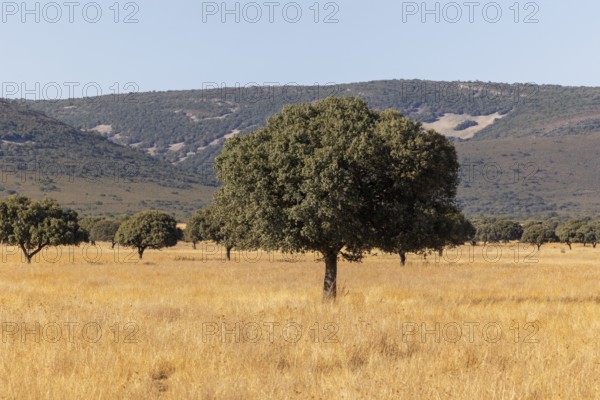 Majestic oak trees scattered across the golden grasslands of Cabaneros National Park at the foothills of Montes de Toledo in Spain, capturing the essence of tranquility in nature