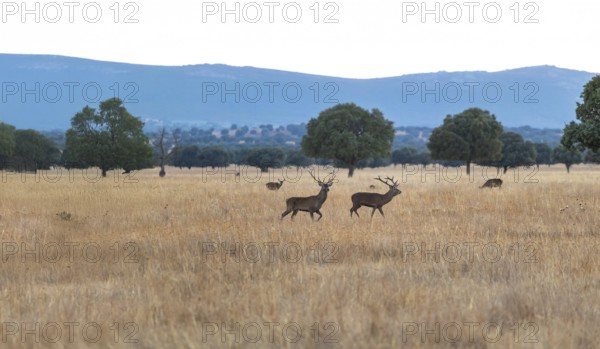 Stunning image capturing deers grazing in the golden sunset of Cabaneros National Park, located in the Montes de Toledo region of Spain, showcasing the natural beauty and wildlife of the area along with visible cabins