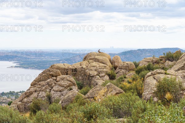 An adult Spanish ibex on rugged boulders overlooking sprawling landscapes and a distant city skyline at La Pedriza National Park in Madrid