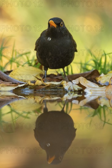 A Common Blackbird, Turdus merula, is pictured in a serene autumn setting, its crisp reflection mirrored in the still water surrounded by fallen leaves