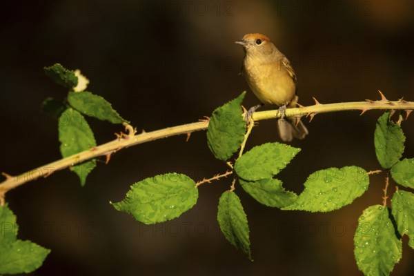 A female olive-crowned greenlet sits delicately on a thorny branch, surrounded by lush green leaves lightly speckled with water drops, showcasing the subtle beauty of this small songbird in a natural setting
