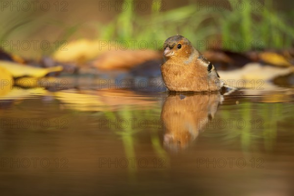A serene Chaffinch, a common European bird species, reflects in the calm waters of a forest creek surrounded by autumn leaves, embodying peace and natural beauty