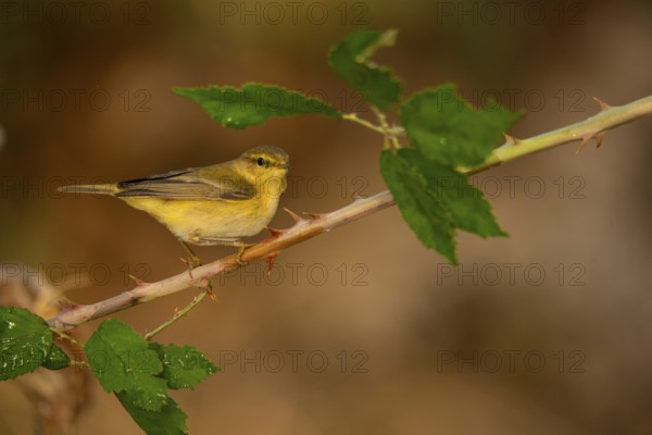 A delicate Willow Warbler strikes a poised pose on a thorny branch, complemented by soft leaves in a serene natural setting