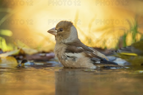 A Hawfinch bird stands partially submerged in water amidst fallen autumn leaves, bathed in soft, natural sunlight that highlights its distinct features