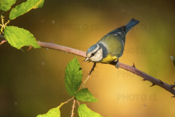 A vibrant blue tit (Cyanistes caeruleus), characterized by its blue and yellow plumage, perches delicately on a thorny branch amidst shiny green leaves, highlighted by the soft, golden light of a fading afternoon