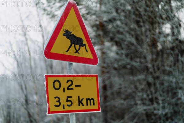 A frosty moose warning sign stands alert amidst a snow-covered landscape in Swedish Lapland. Icy branches form a blurred background, evoking crisp winter imagery