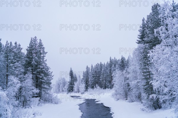 A serene winter scene of a river meandering through a snow-covered forest in Swedish Lapland. Snow-laden trees line the banks, creating a peaceful, frosty landscape
