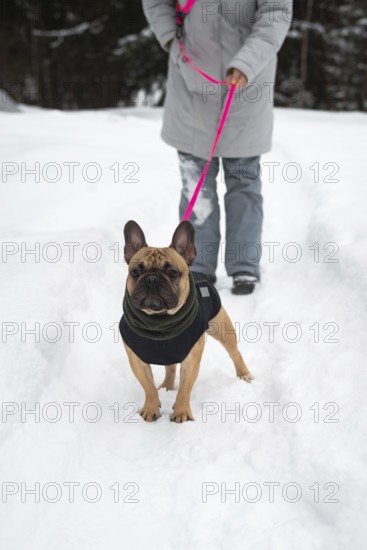 A person walks their dog on a snowy path, highlighting the joy of winter outdoor activities. The dog is dressed warmly, reflecting a cozy and adventurous spirit
