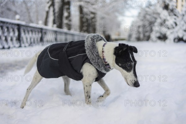 A dog wearing a cozy winter coat strolls along a snow-covered path. The snowy landscape and trees in the background create a serene winter scene