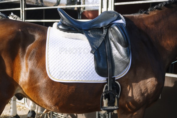 Close-up image of a luxurious black dressage saddle placed on a white quilted saddle pad, perfectly fitted on a well-groomed brown horse standing in a stable