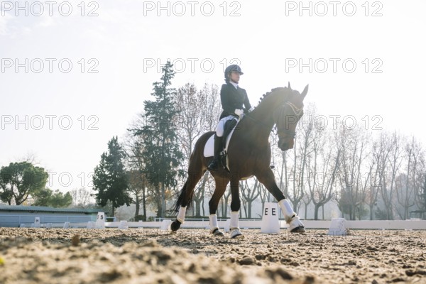 A dressage rider skillfully guides a horse in a sunlit arena with a backdrop of tall trees The image captures the elegance and precision of classical equestrian training