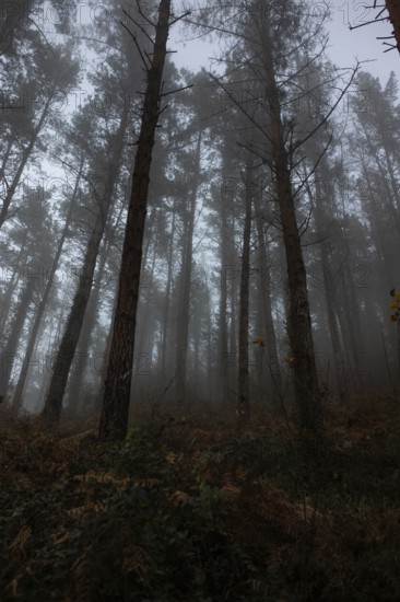 A misty forest scene captures towering trees shrouded in fog, evoking a sense of mystery and tranquility in the frozen evening light. Perfect for a serene, winter-themed setting
