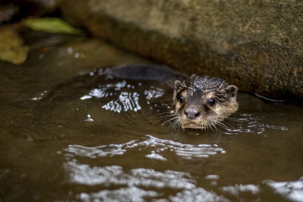 Captivating image of a wet nutria emerging from a waterway, with its face focused and alert, taken in the lush surroundings of Khao Sok National Park in Surat Thani Province, Thailand