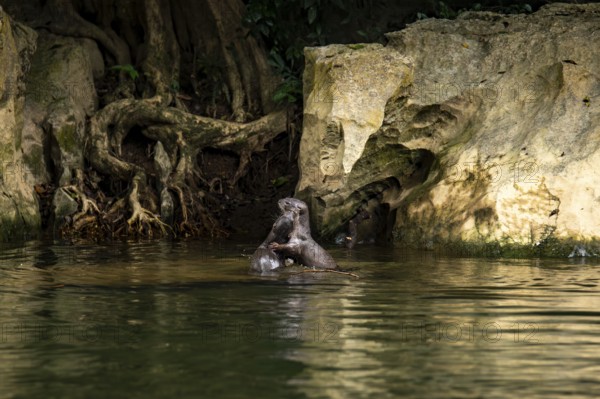 Two nutrias engage playfully in a serene water body within Khao Sok National Park, Surat Thani, Thailand, surrounded by natural rocky and lush vegetative landscapes