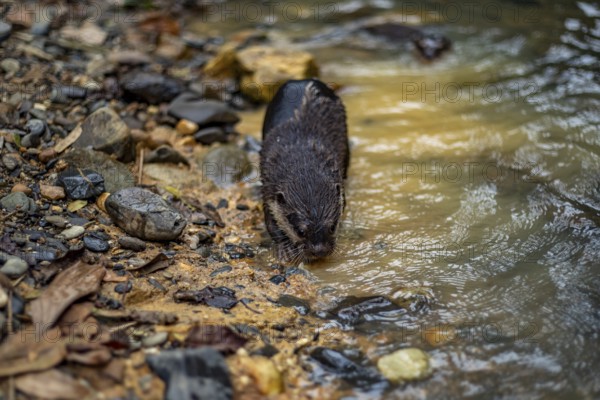 A nutria cautiously ventures into a quiet river, surrounded by rocky shores and dense foliage in Khao Sok National Park, Surat Thani Province, Thailand
