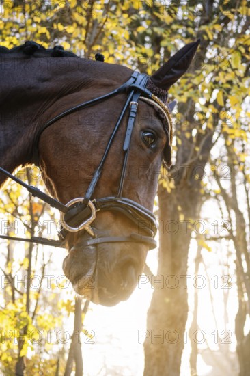 A striking close-up of a horse's head, adorned with elegant dressage tack, set against a luminous backdrop of sunlit autumn foliage, capturing grace and tranquility