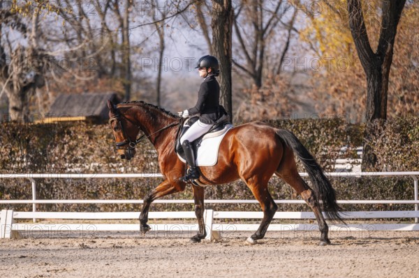 A skilled equestrian expertly guides a horse in a classical dressage display, showcasing the elegance and harmony of the sport Natural backdrop enhances the scene