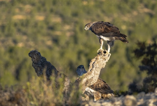Two Bonelliâ€™s Eagles are majestically perched atop a weathered branch, with the verdant hills of Valencia in the background, showcasing their keen gaze and striking plumage