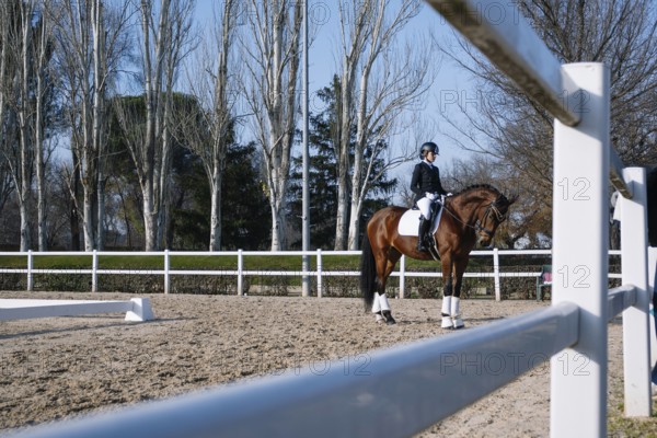 A rider in formal attire practices classical dressage on a chestnut horse in an outdoor arena The peaceful setting, framed by tall leafless trees, showcases grace and discipline