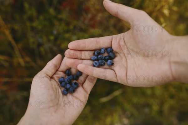 Cropped unrecognizable hands holding a handful of ripe blueberries, set against a blurred natural background. The intimate scene captures a moment of nature's bounty, perfect for depicting organic and sustainable harvesting